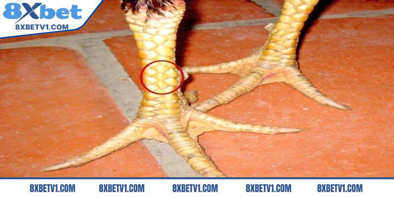 Có nên nuôi chiến kê có vảy song cúc