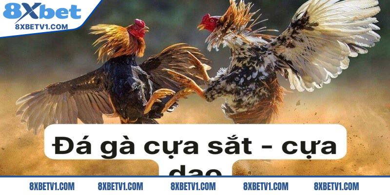 Hình thức đá cựa sắt - cựa dao