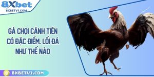 Gà chọi cánh tiên có đặc điểm, lối đá như thế nào?
