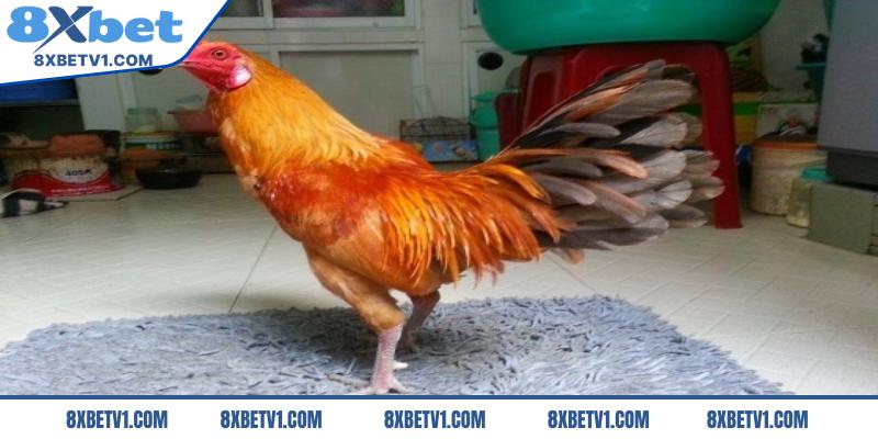 Gà có chân màu chì