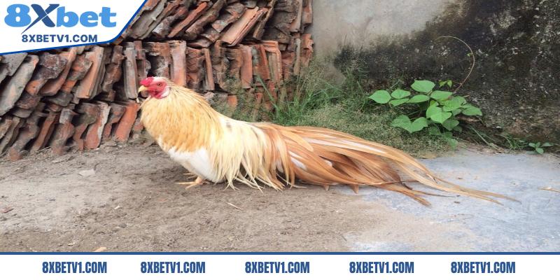 Gà với màu chân xanh được đánh giá cao