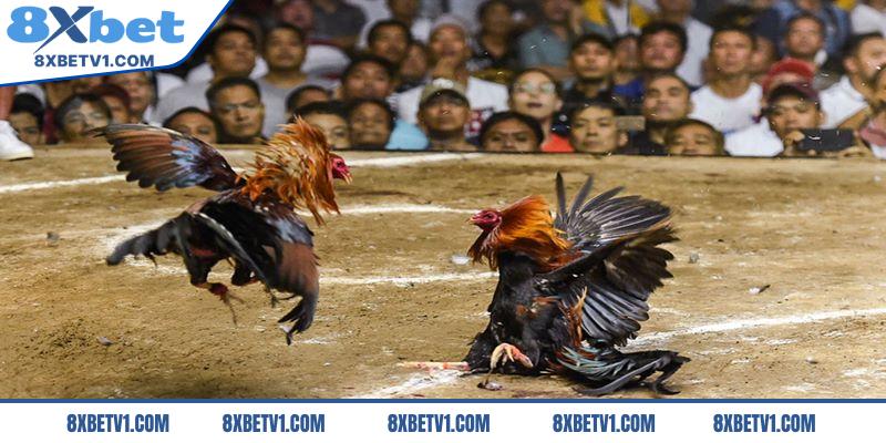 Giới thiệu đá gà 8Xbet