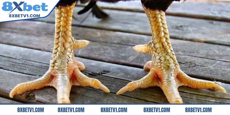 Khái quát về vảy gà tam tài tứ quý