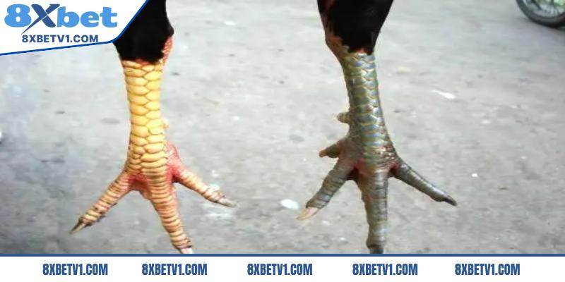 Một số lưu ý về vảy gà ngũ quỷ sư kê nên biết