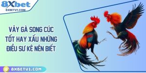 Vảy Gà Song Cúc Tốt Hay Xấu? Những Điều Sư Kê Nên Biết
