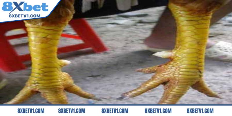 Vảy vấn khâu của chiến kê