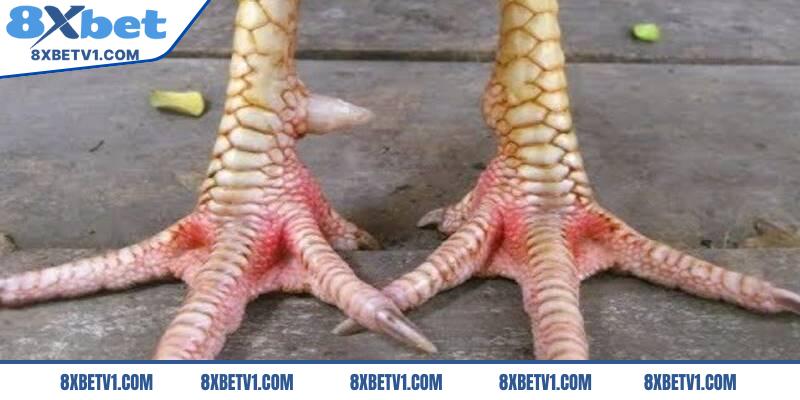 Vảy vấn cán hoành khai