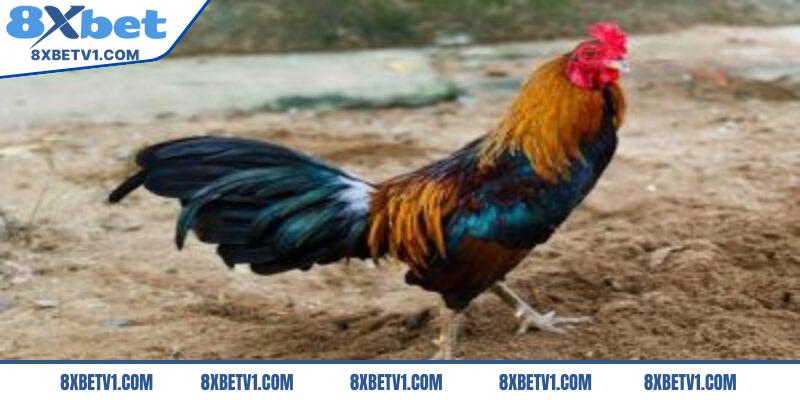 Khái quát về vảy gà vấn cán